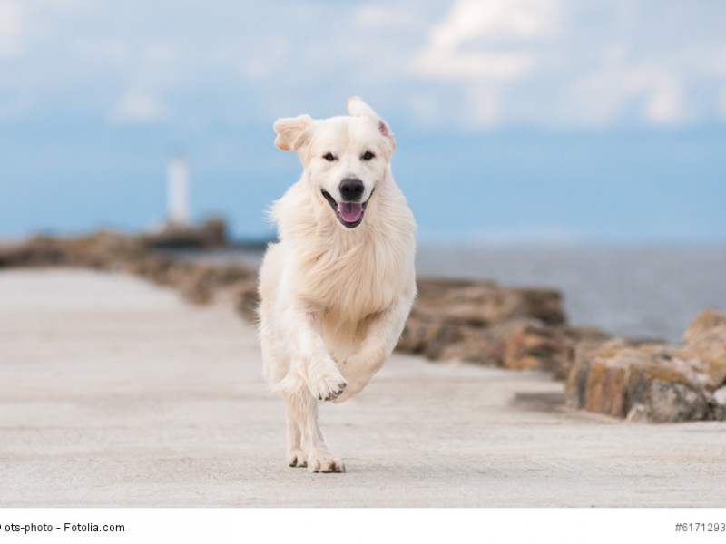 Golden Retriever brauchen regelmäßig ausreichend Bewegung damit sie nicht zu dick werden.