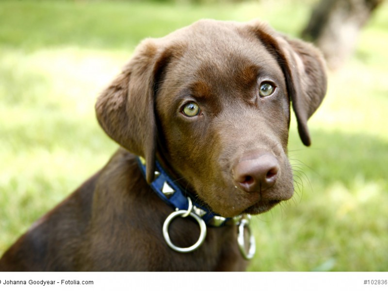 Labrador Retriever sind sehr kluge Tiere, die du regelmäßig fordern musst damit sie sich nicht langweilen