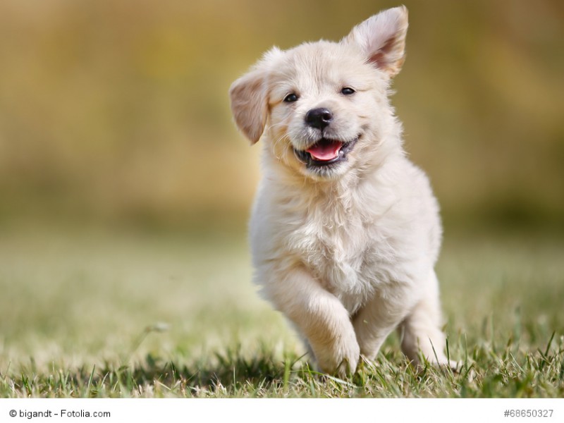 Golden Retriever Welpen sind am liebsten im Freien und tollen über eine Wiese.