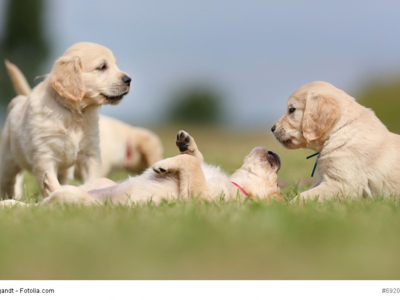 Auch die Welpen von Golden Retrievern verbringen ihre Zeit am Liebsten mit Spielen