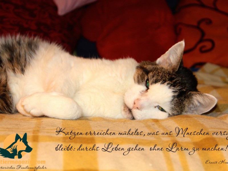 liegende-katze