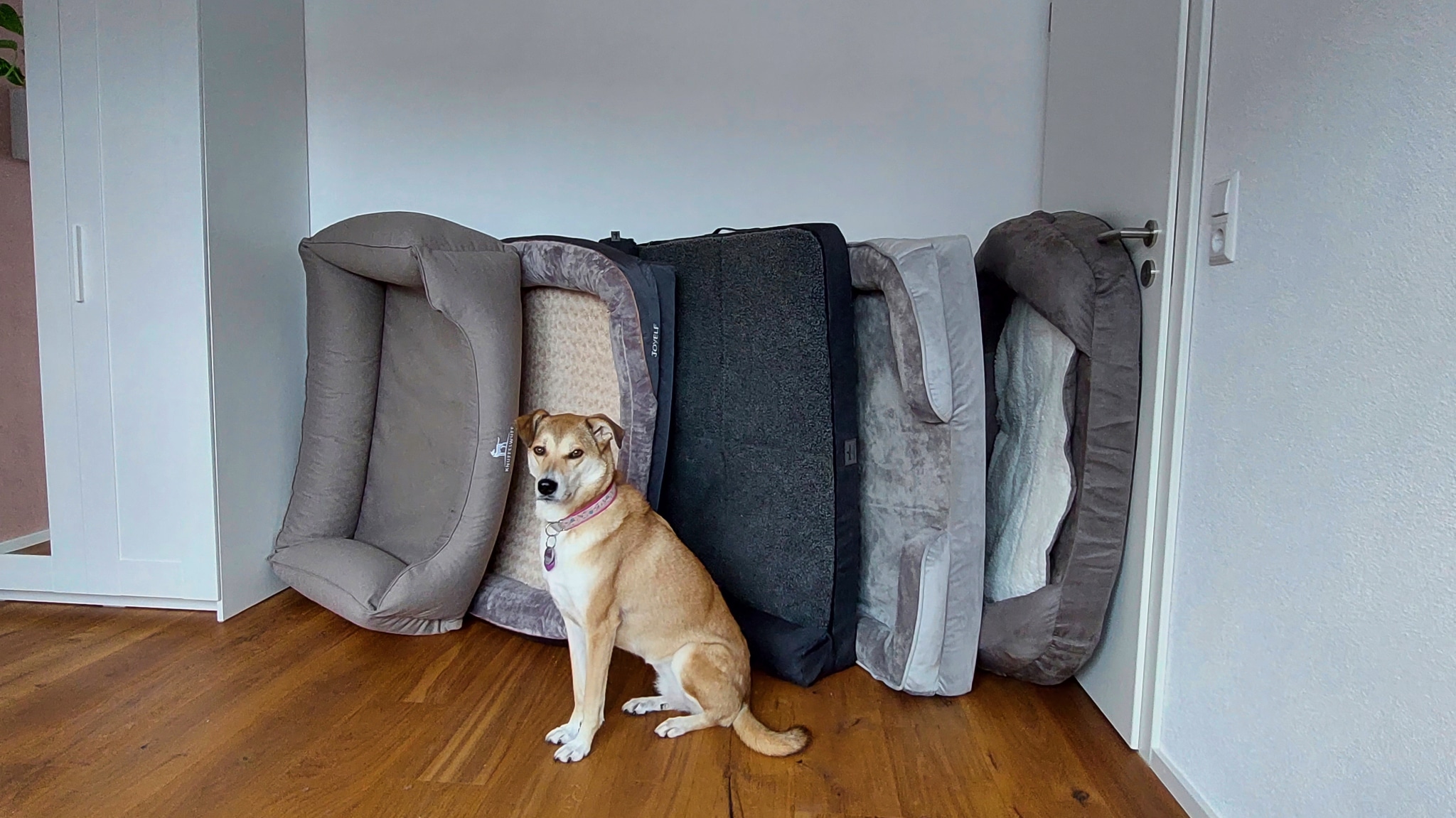 Test von orthopädischen Hundebetten