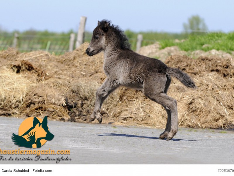 Springendes Pony