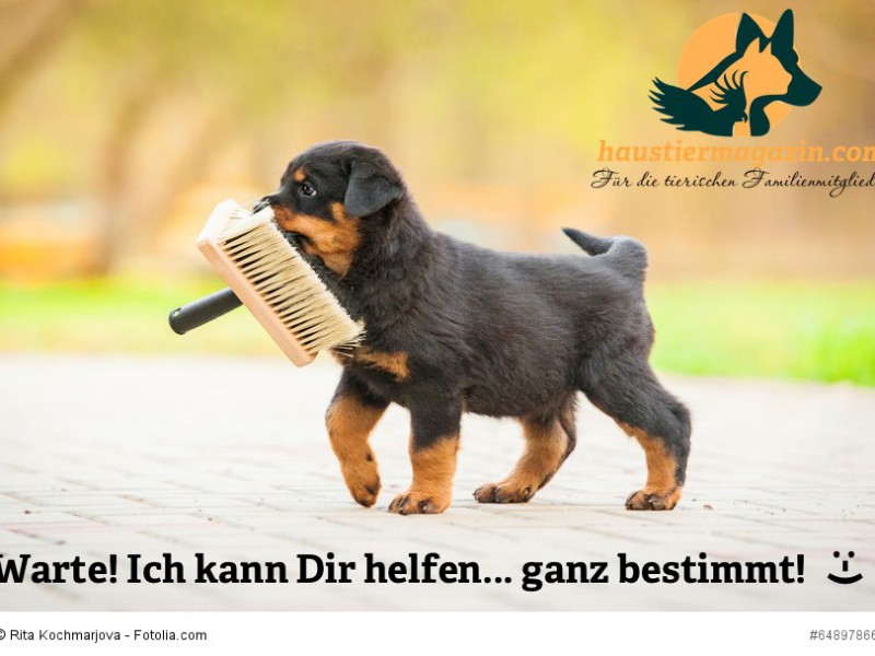 Rottweiler puppy playing with paint brush