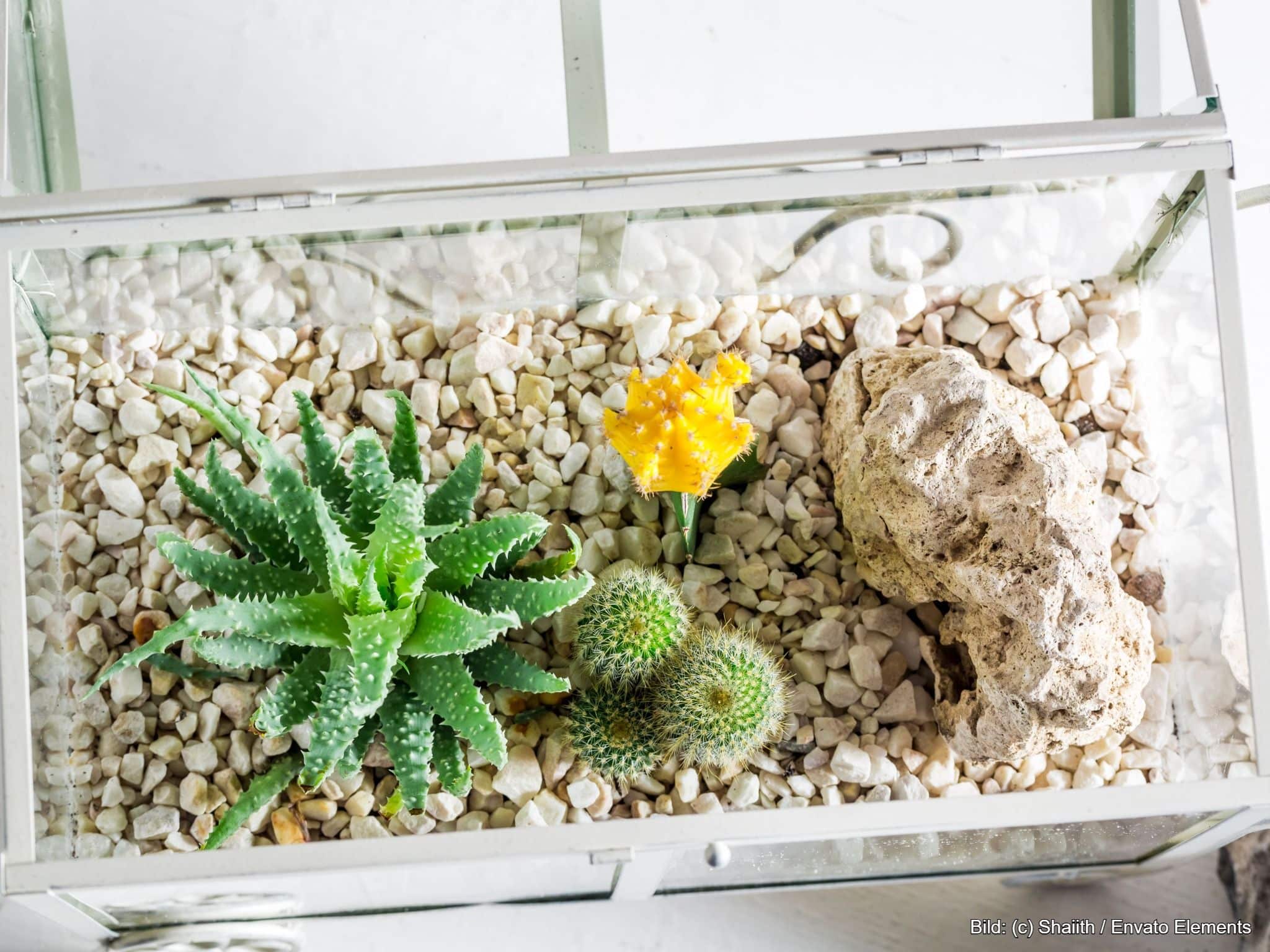 Terrarium Deko