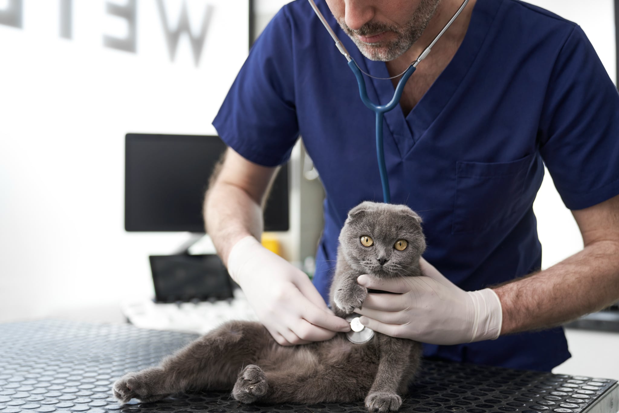 Eine graue Katze wird beim Tierarzt untersucht.