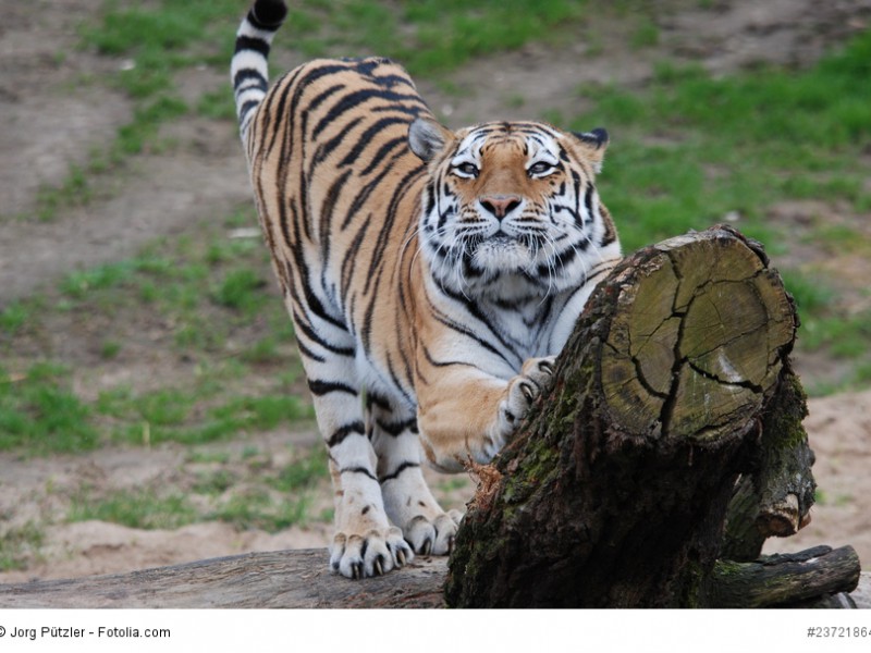 Tiger am Kratzbaum mit Blickkontakt