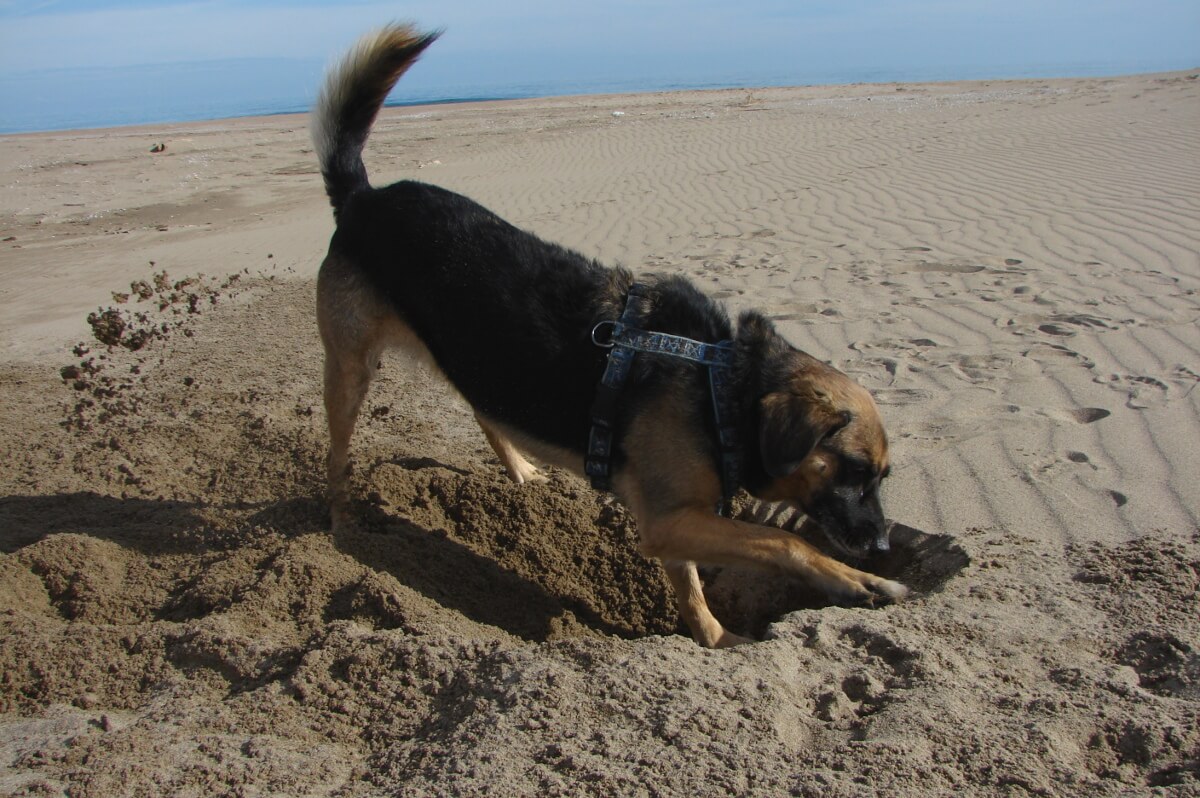 Schäferhundmischling buddelt am Strand