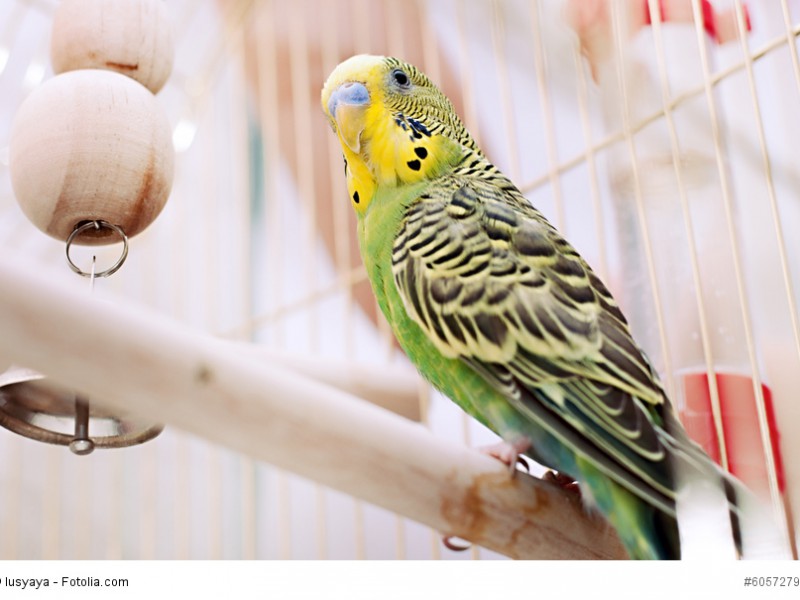 Green domestic budgie