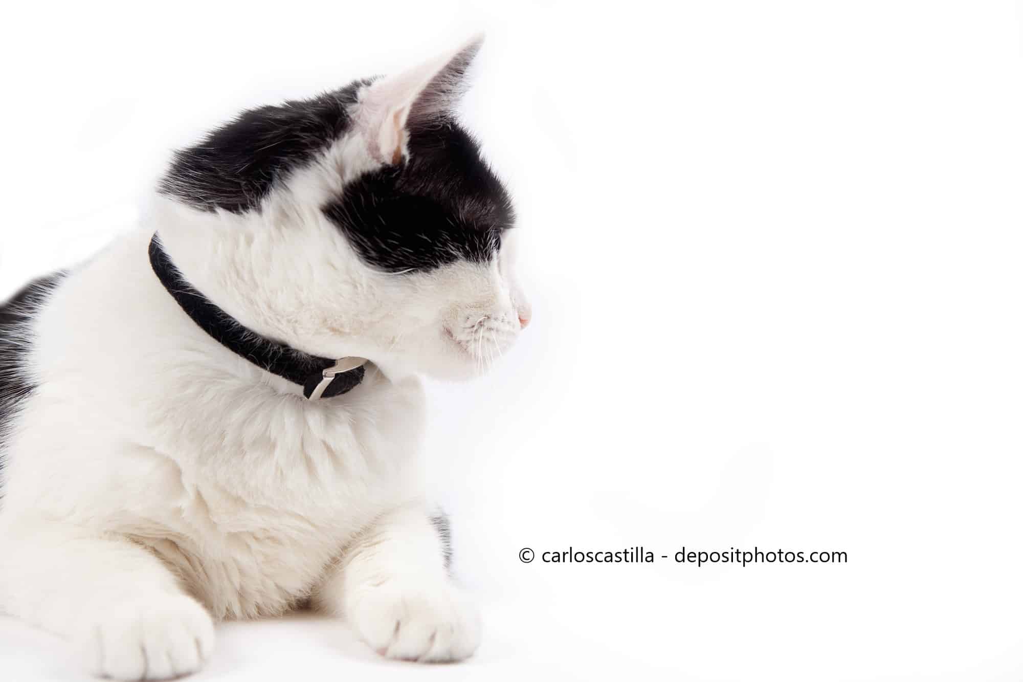Eine schwarzweiße Katze trägt ein Zeckenhalsband